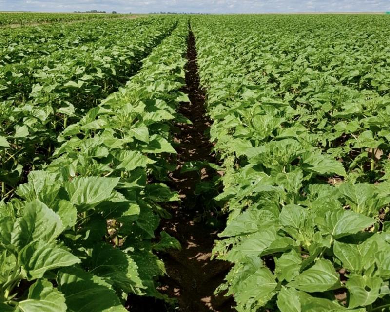 0 Bedroom Property for Sale in Tweeling Free State